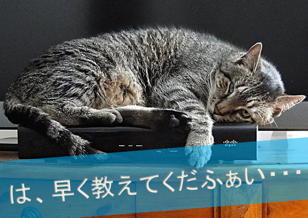眠くて今にも寝そうなネコ