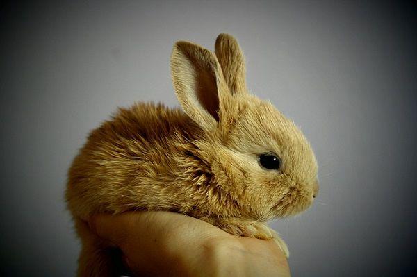 手のひらに乗る小さなウサギ