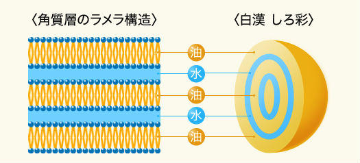赤ら顔化粧水しろ彩のラメラ構造